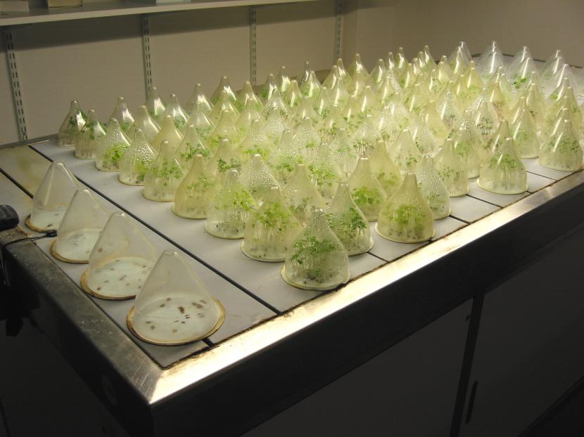 Semillas germinando en sustrato