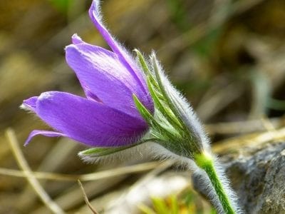 Flor violeta de Pulsatilla vulgaris cubierta de pelos sedosos