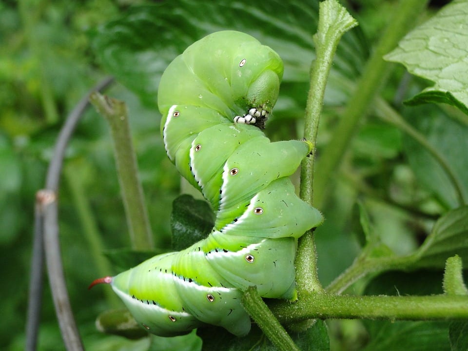 Oruga sobre planta de tomate