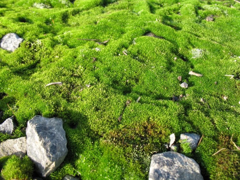Almohadilla de musgo verde creciendo sobre el suelo del bosque