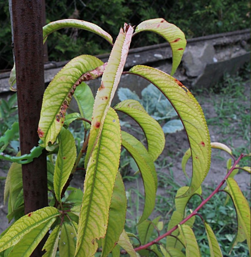 Hoja con clorosis férrica: limbo amarillo y nervios verdes