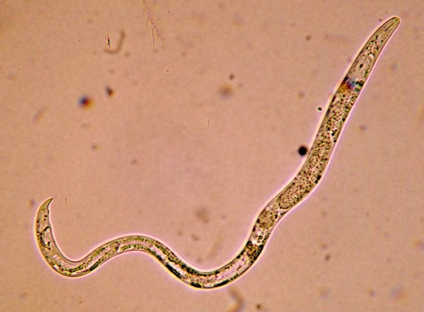 Nematodos entomopatógenos utilizados en el control biológico de larvas