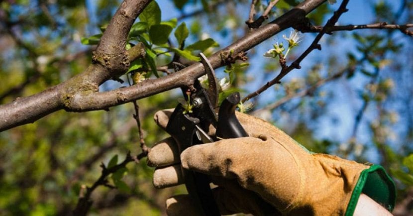 Poda de limpieza en árboles frutales