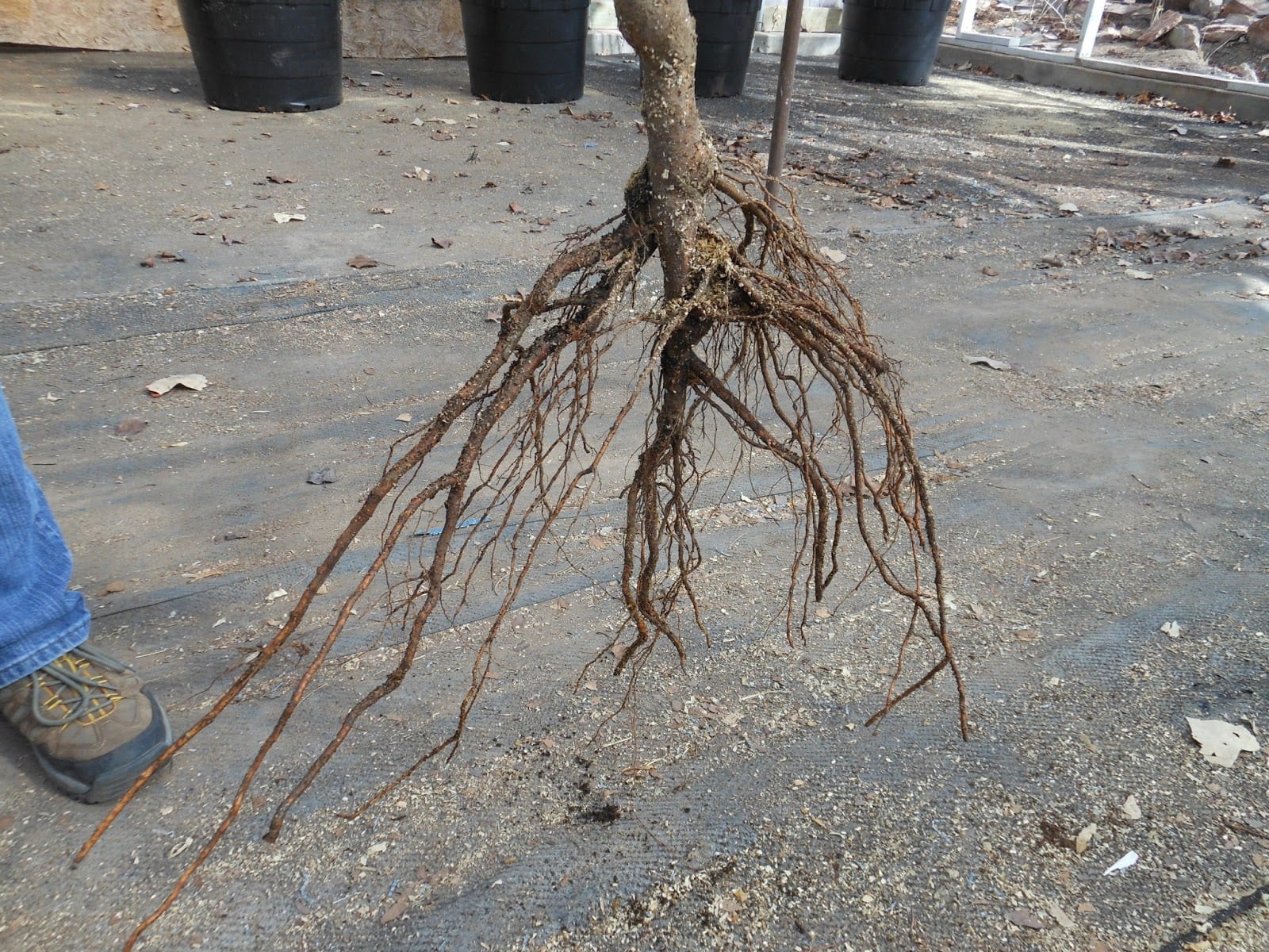 Qué es una planta a raíz desnuda y cómo plantarla bien