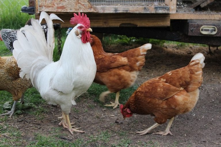 Estiércol de gallina mezclado con cama de viruta