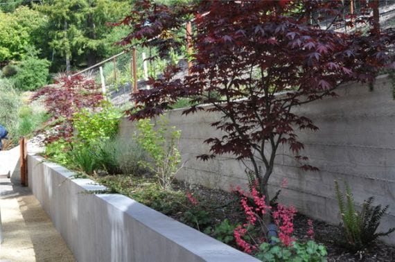 Macizo de plantas creciendo bajo la sombra de un árbol