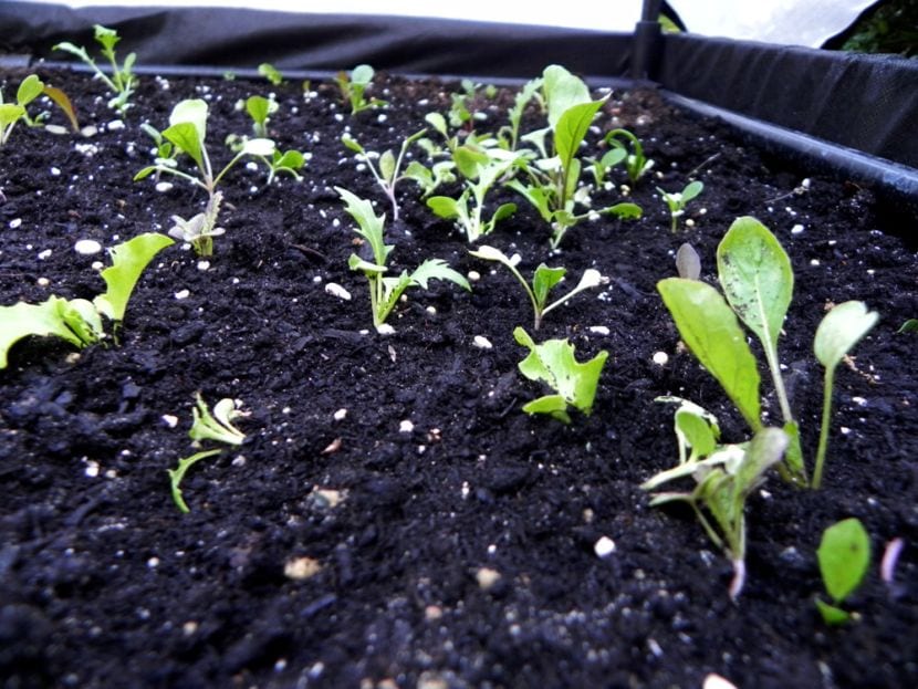 Qué se necesita para cultivar una planta: los 5 factores