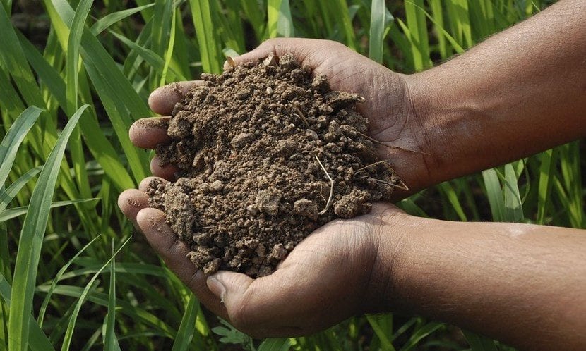 Distintos tipos de suelo de jardín comparados