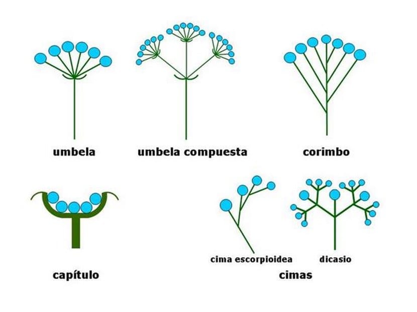 Inflorescencia con flores agrupadas sobre un mismo eje