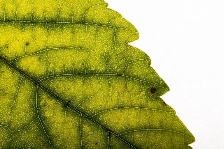 Hoja con clorosis férrica, amarilla con los nervios verdes
