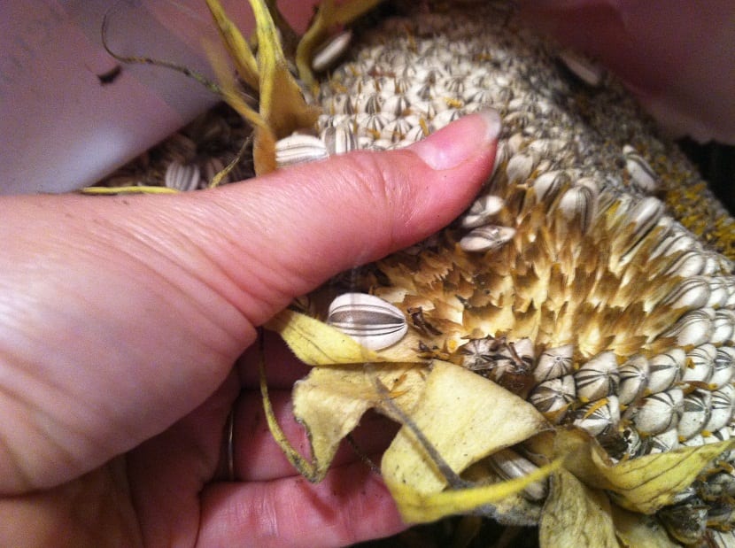 Capítulo de girasol listo para cosechar las semillas