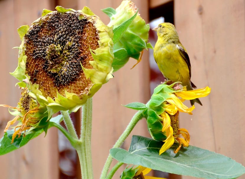 Cómo cultivar girasoles: siembra, riego y cosecha de semilla