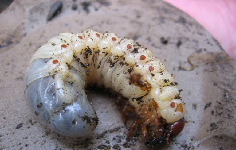 Larva de escarabajo conocida como gusano blanco en el suelo