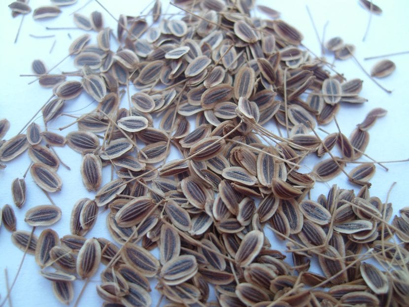 Semillas de eneldo, Anethum graveolens