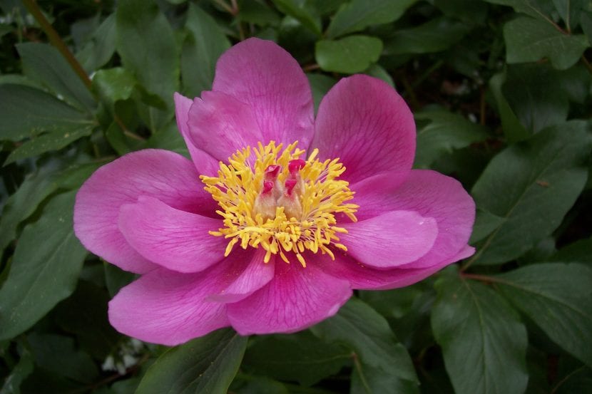 Flor rosa de Paeonia broteri abierta en primavera