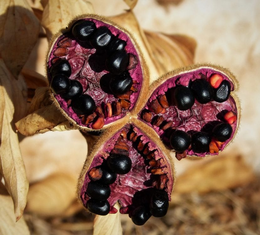Folículos abiertos de Paeonia broteri con semillas negras y rojas
