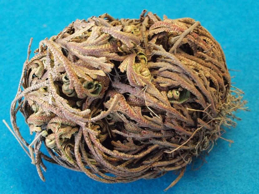 Rosa de Jericó seca en forma de bola antes de abrirse con el agua