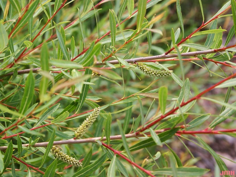 Ramas de color púrpura características del Salix purpurea