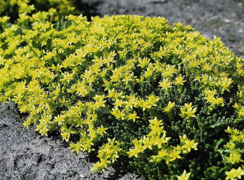 Mata de Sedum acre en flor sobre grava