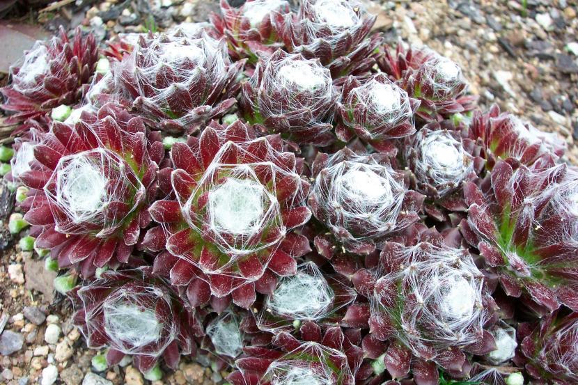 Sempervivum arachnoideum con sus filamentos blancos