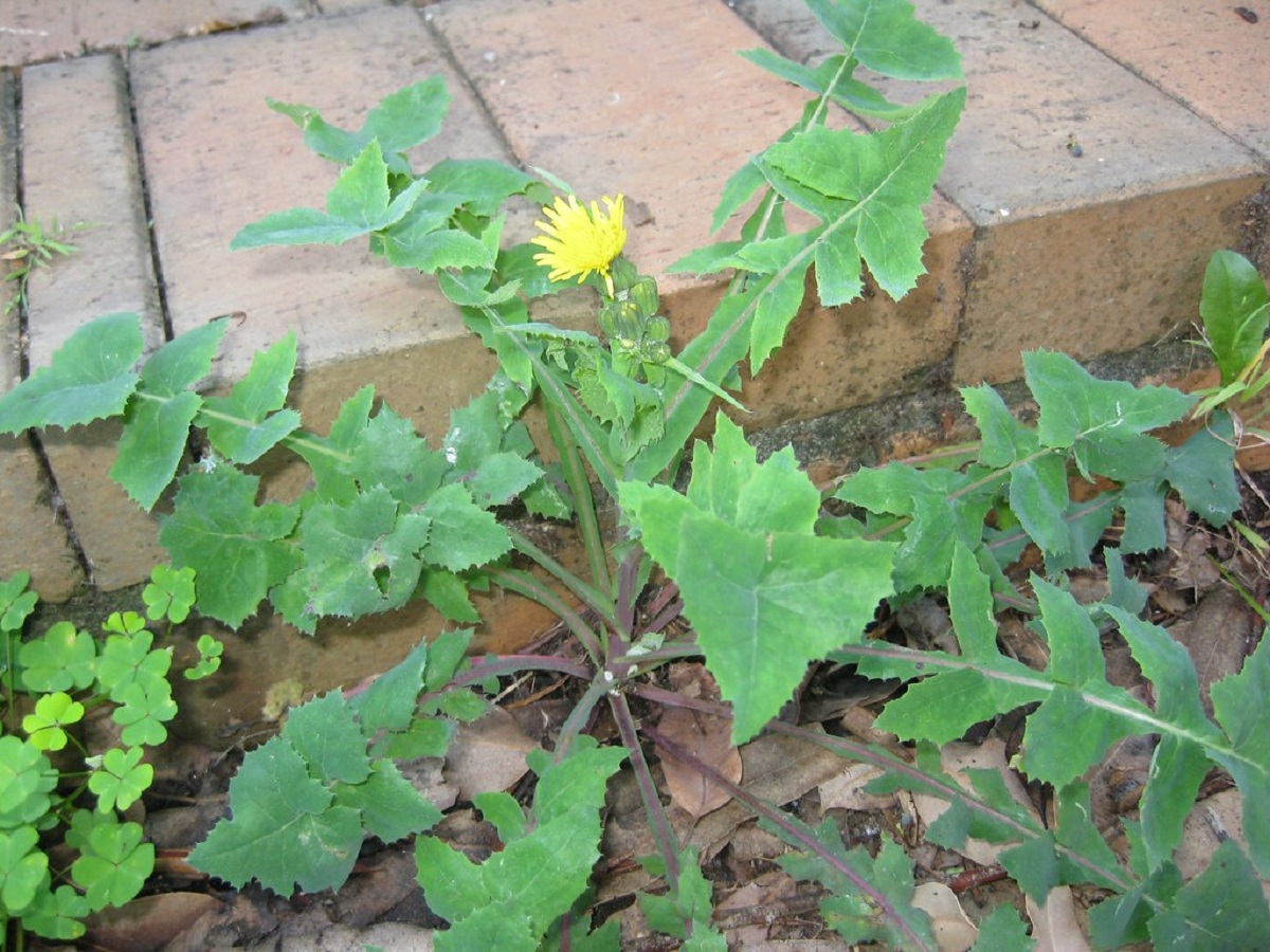 Sonchus oleraceus: identificar y manejar la cerraja