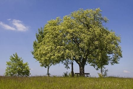 Ejemplar de Sorbus torminalis, mostajo