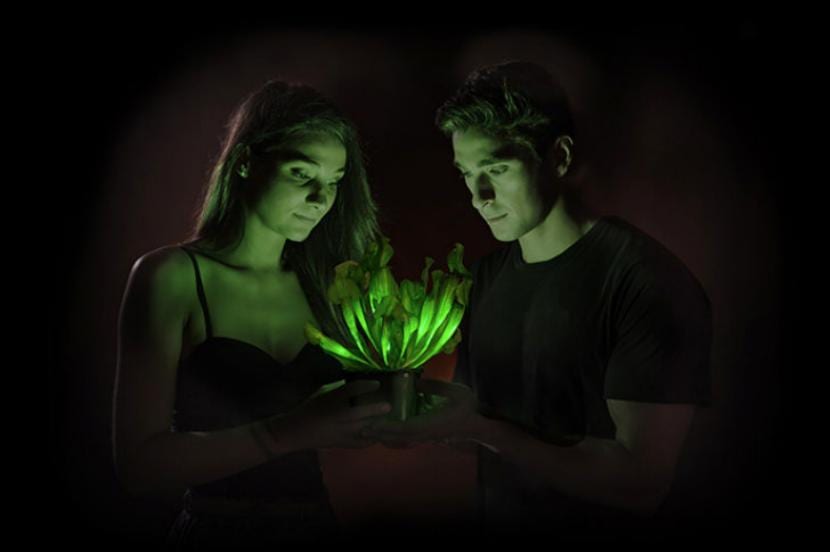 Ejemplares de Arabidopsis bioluminiscente cultivados por Bioglow