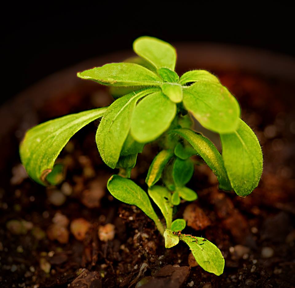 Starlight Avatar, la planta bioluminiscente desarrollada por Bioglow