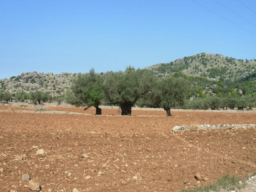 Suelo calizo con fragmentos de roca blanca