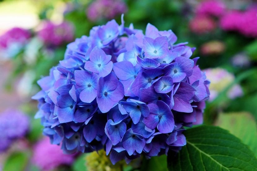 Hortensia con flores azules