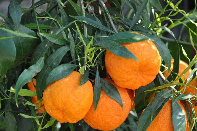 Naranjas maduras en el árbol, cultivo muy exigente en potasio