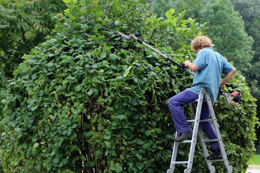 Jardinero podando un arbusto con tijera de mano