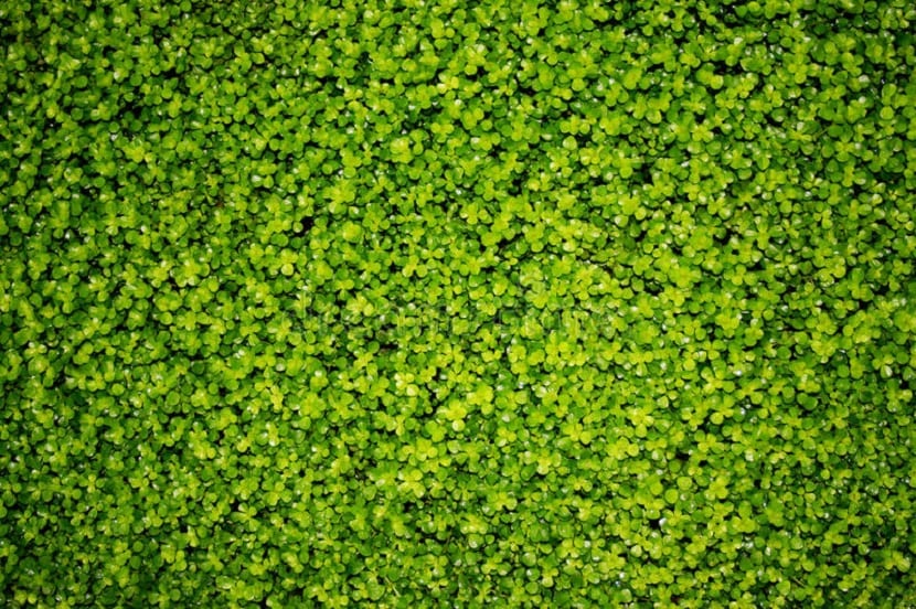 Detalle de la superficie y la textura de una hoja