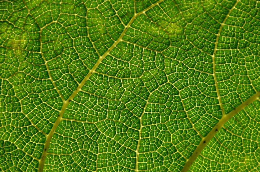Distintos tipos de textura foliar en un mismo conjunto de plantas