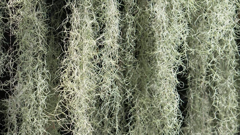 Barba de viejo colgando de las ramas de un árbol