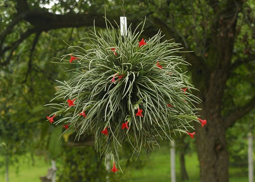 Crecimiento de las tillandsias con hijuelos en la base