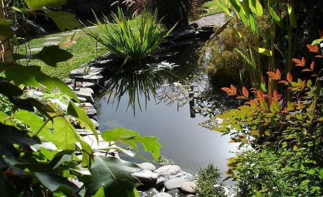 Plantas acuáticas dispuestas en las distintas franjas de un estanque de jardín