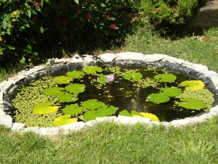 Tipos de estanques para el jardín: guía para elegir