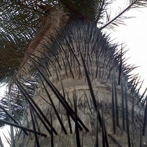 Tallo espinoso de Acrocomia aculeata