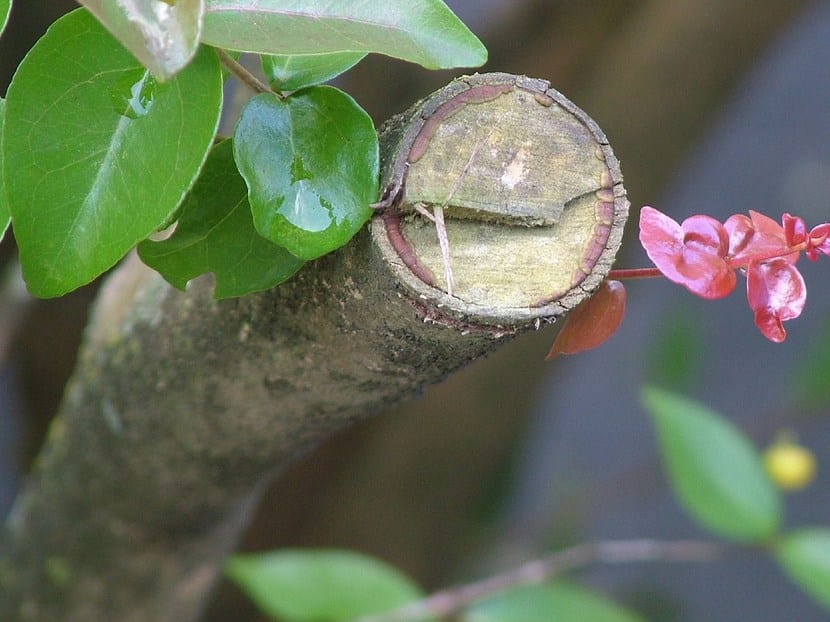 Poda de un arbusto de flor con tijera de mano