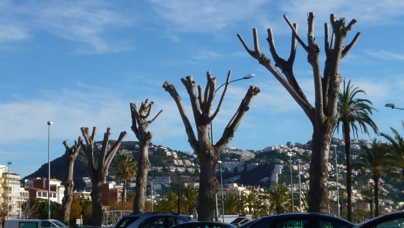 Poda de un árbol con tijera de dos manos