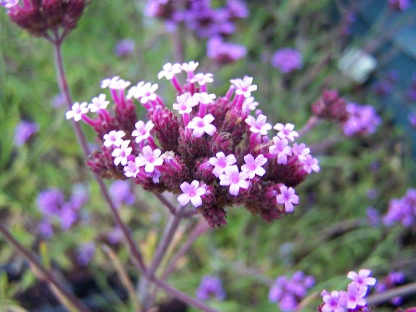 Verbena bonariensis en floración