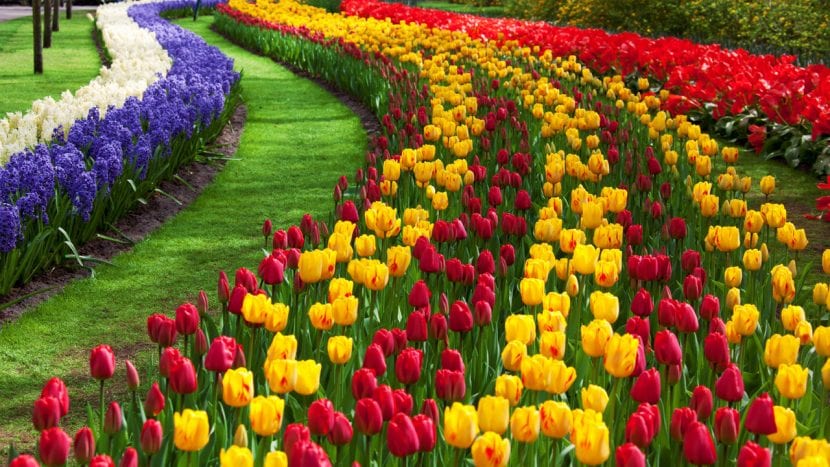 Bulbos de tulipán listos para plantar