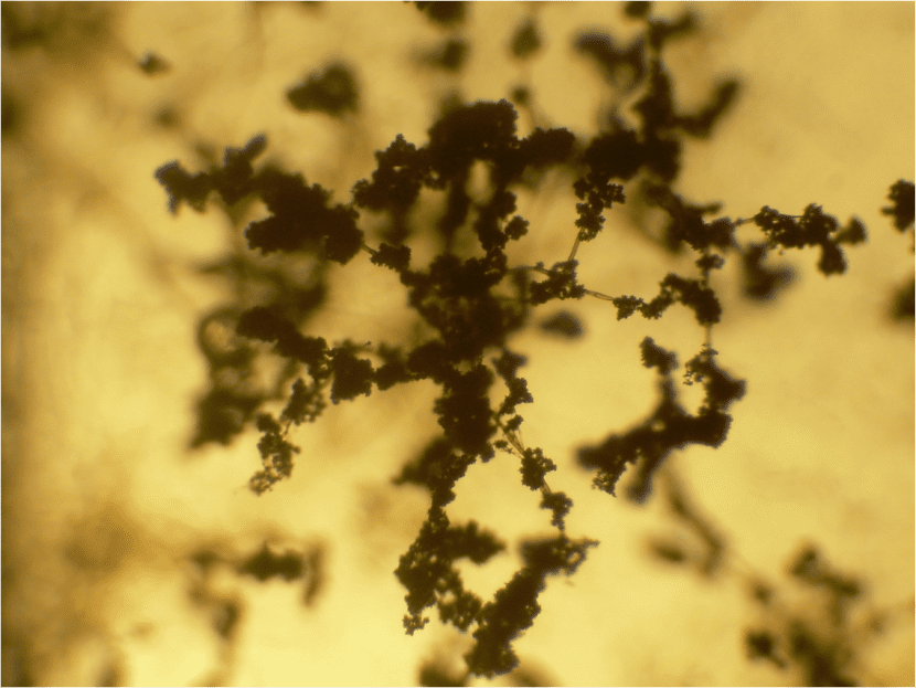 Conidióforos de Trichoderma vistos al microscopio