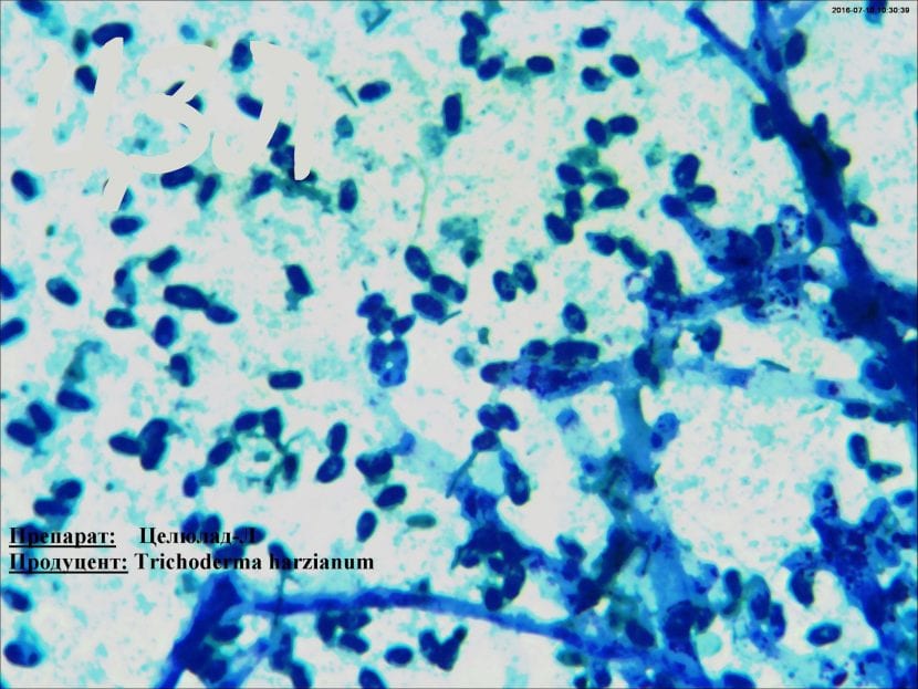Colonia de Trichoderma harzianum creciendo en placa de cultivo