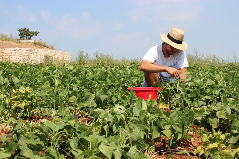 Jardinero trabajando con plantas jóvenes