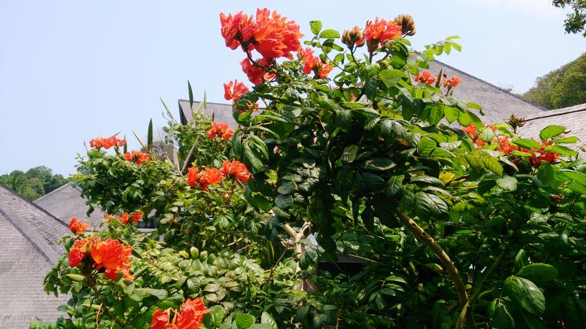 Follaje compuesto de Spathodea campanulata