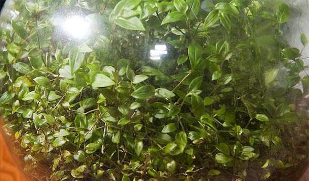 Tradescantia, la planta empleada en el jardín embotellado