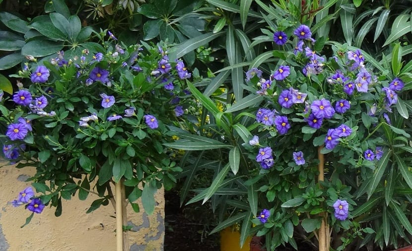 Flores azul violáceas de Lycianthes rantonnetii