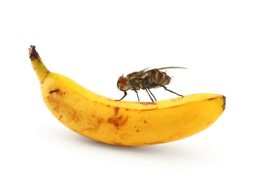 Mosca de la fruta sobre un fruto maduro